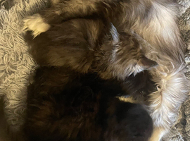 Ragdoll x Siberian kittens Ready Now
