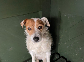 Jack Russell bitch to rehome
