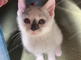 Male and female kittens