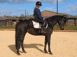 Talented Irish Sports Horse Mare
