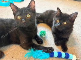 MAINE COON MIXED BREED KITTEN