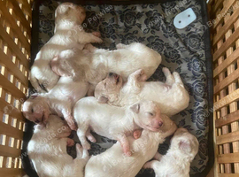 Beautiful Cavapoochon puppies