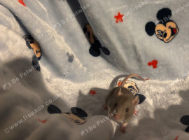 Female & male fancy rats