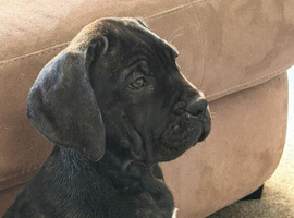 Cane corso girl