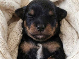 1 black tanned boy available!!! Quality true Toy Asian teddy bear brown ,tanned Maltipoo Puppies Just arrived