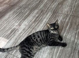Beautiful 11-Month-Old Bengal Cat &ndash; Malik &ndash; Looking for a Loving Home