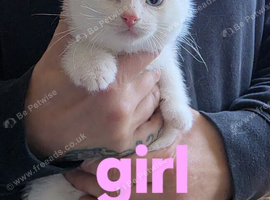 Kittens looking for new homes