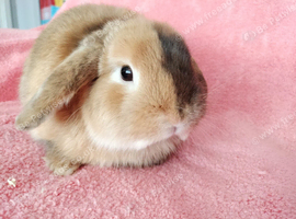 Adult mini lop for sale