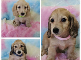 Mini long haired cream dachshund READY NOW