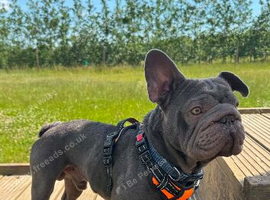 Big rope frenchie
