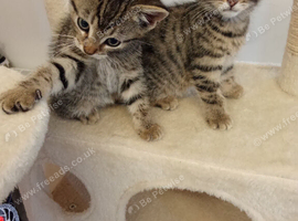 10 week old kittens