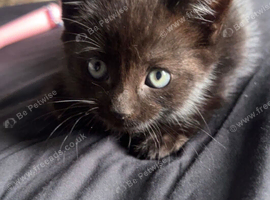 Female Kitten