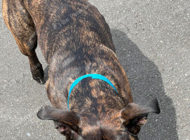 Belgian Shepherd