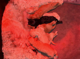 Stunning 8 litter of fb1 pups