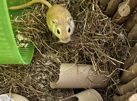 Female Gerbil(s)