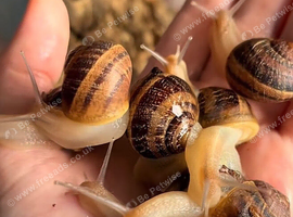 8 juvenile captive bred garden snails for sale