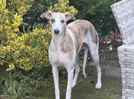 Gorgeous Female Whippet
