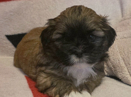 Lhasa apso/shih tzu