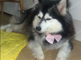 Grey and white pomsky