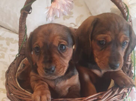 Mim Dachshunds kc registered