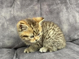 Male Beautiful BSH x Bengal Kitten For Sale