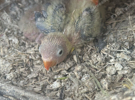 Lovebirds for handfeed