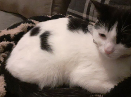 Beautiful girl cat