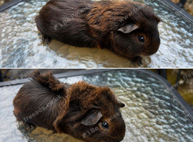 Female guinea pigs