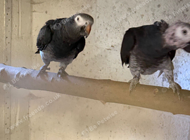 Breeding pair of Timneh greys