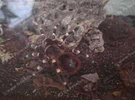 Brazilian giant white knee tarantula