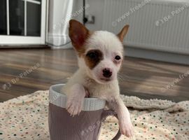 Patch !! 10 week old Jack Russel puppy