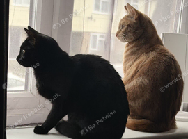 Neutered male ginger tabby cat - 18 months and biological sister, unspayed, black - 18 months old