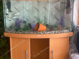 Fishes for sale healthy and beautiful