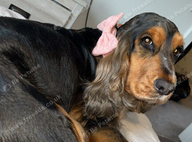 3 year old beautiful cocker spaniel