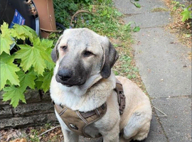 Beautiful Turkish kangal luna