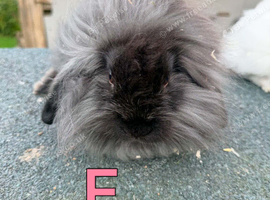 9 Rabbits for Sale - 11 Weeks Old