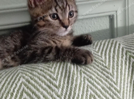 Little girl needing a forever home
