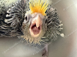 Baby cocktail