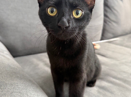 6 months and 3 weeks old kitten.