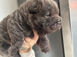 Blue bear shar pei puppy