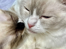 Ready now pure Baby Ragdoll kittens