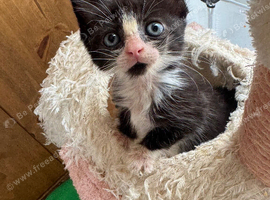 ORPHANED KITTEN
