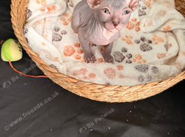 Beautiful Sphynx boy left