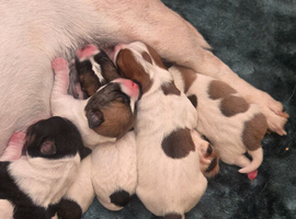 Jack pack puppies