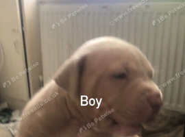 American bully