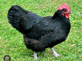 Australop chickens eggs