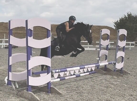Stunning Welsh c mare