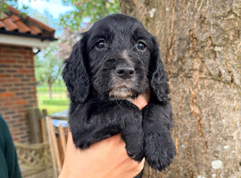 Working Cocker Spaniel Puppies