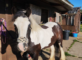 14hh cob mare ride and drive