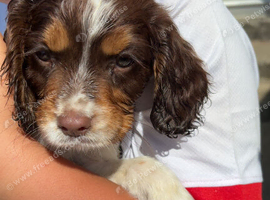 Cocker spaniels
